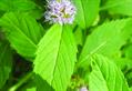 Mentha longifolia